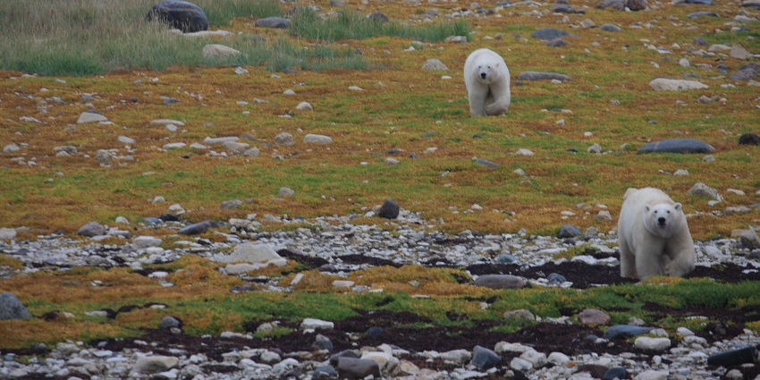 Two polar bears of Churchill walking with a dried-out grassy landscape and stones