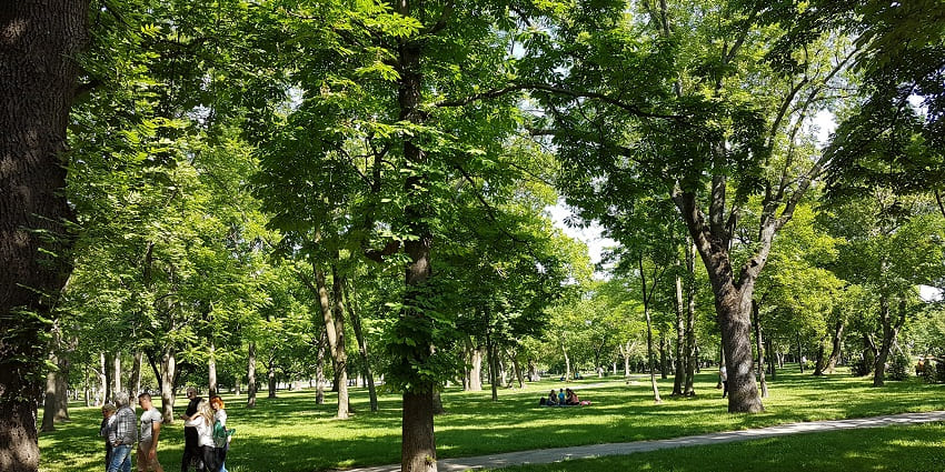 An image of a lush green meadow in Prater Park with blooming flowers and trees.