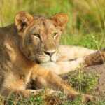 A lioness picture captured in Queen Elizabeth National Park in Uganda while sitting still.