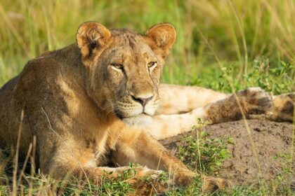 A lioness picture captured in Queen Elizabeth National Park in Uganda while sitting still.