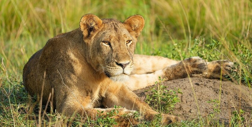 A lioness picture captured in Queen Elizabeth National Park in Uganda while sitting still.