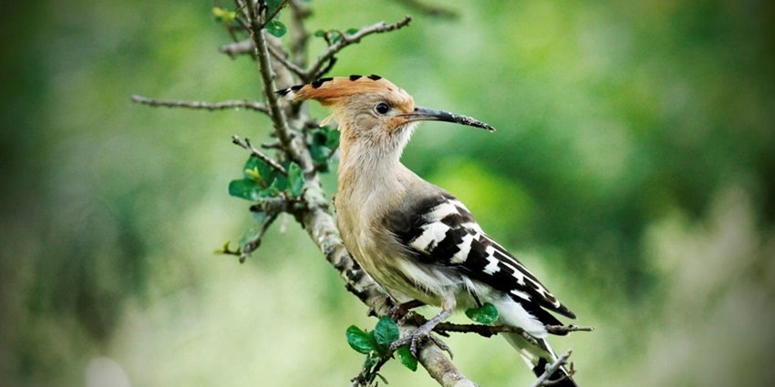 Image of a Hoopoe (Upupa epops) in Rajaji National Park Uttarakhand