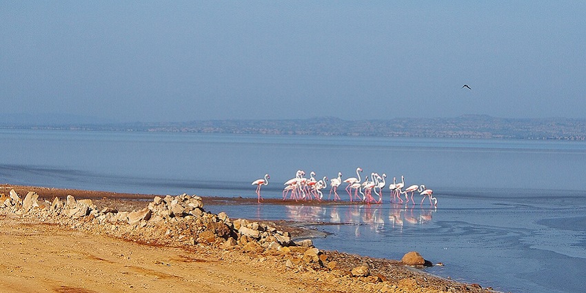 A flock of flamingos near a salt marsh in Rann of Kutch in Kutch District, Gujarat