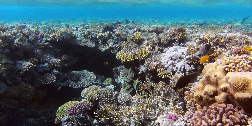 Alive oral reefs under the vibrant, bright and blue waters of Ras Mohammed National Park