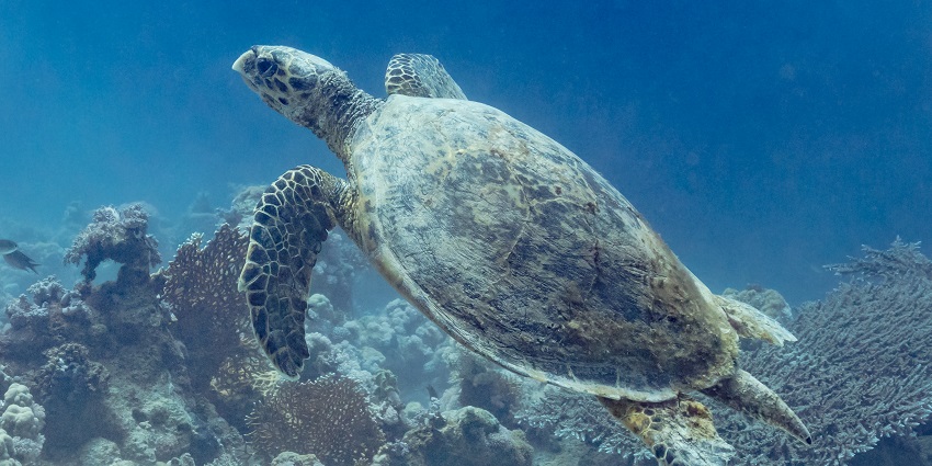 A sea turtle is diving upwards at Ras Muhammad National Park, one of the best places to visit in Egypt.