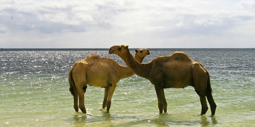 Two camels are standing across each other with their legs in seawater in Mombasa beach.