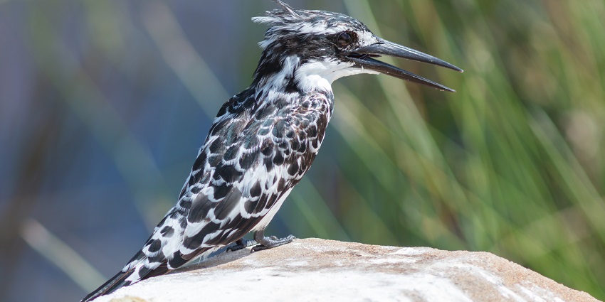 Close-up of a pied kingfisher sitting on a rock with a blurred background in Amboseli National Park.