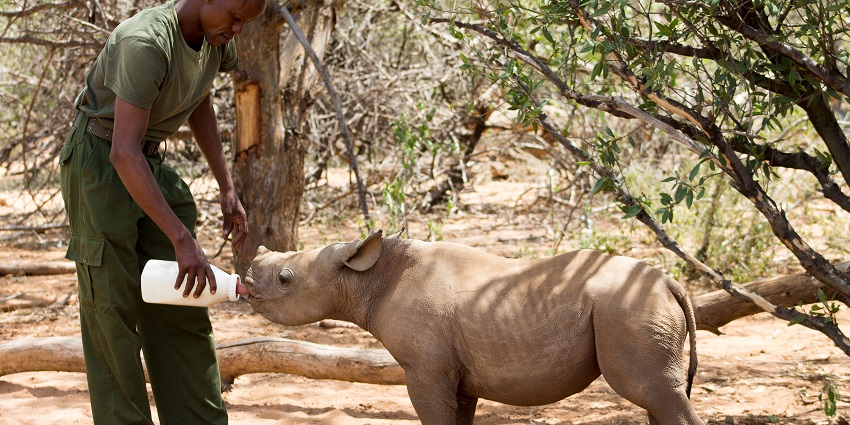 Caregiver feeding a rhino baby through a milk bottle in Reteti elephant sanctuary.