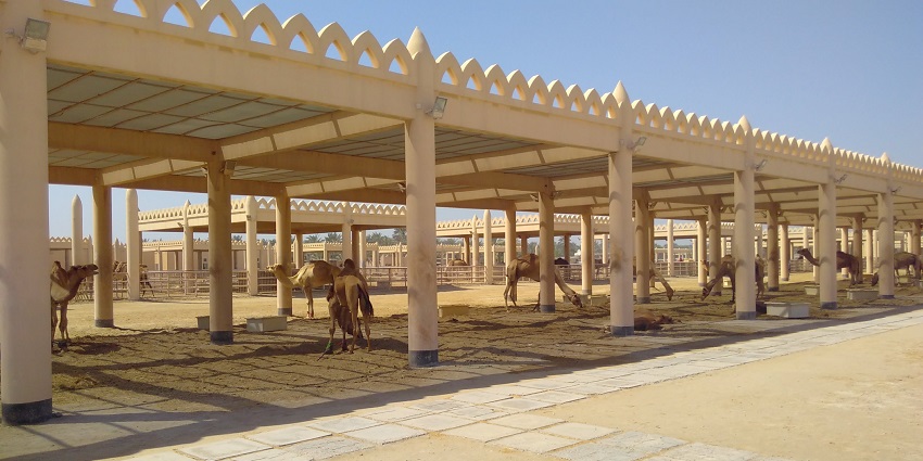 Royal Camel Farm is a unique Bahrain attraction showcasing camels and desert heritage.