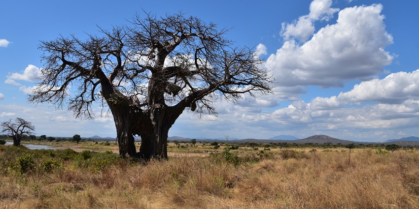 A lone Baobab Tree in Tanzania’s Ruaha National Park, which can live for centuries