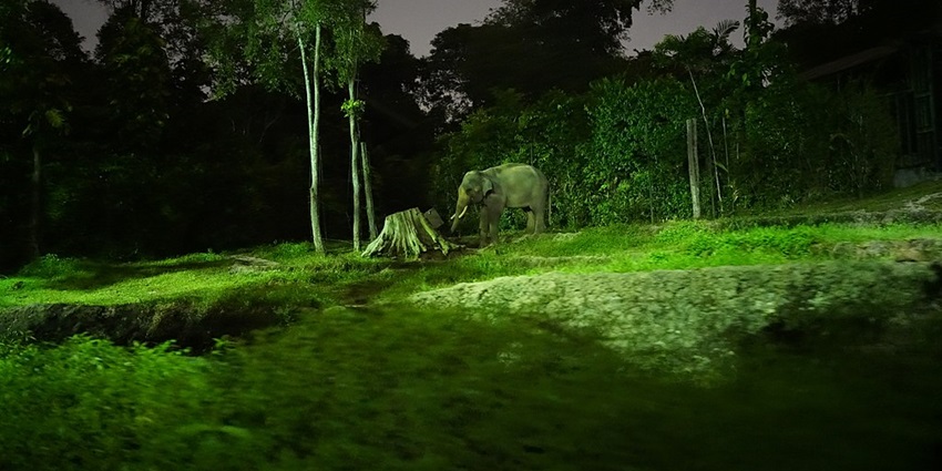 An elephant walking at night in the park, standing beside trees surrounded by greenery