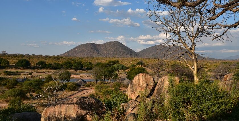 Landscape of Ruaha National Park with green trees and mountains in the background