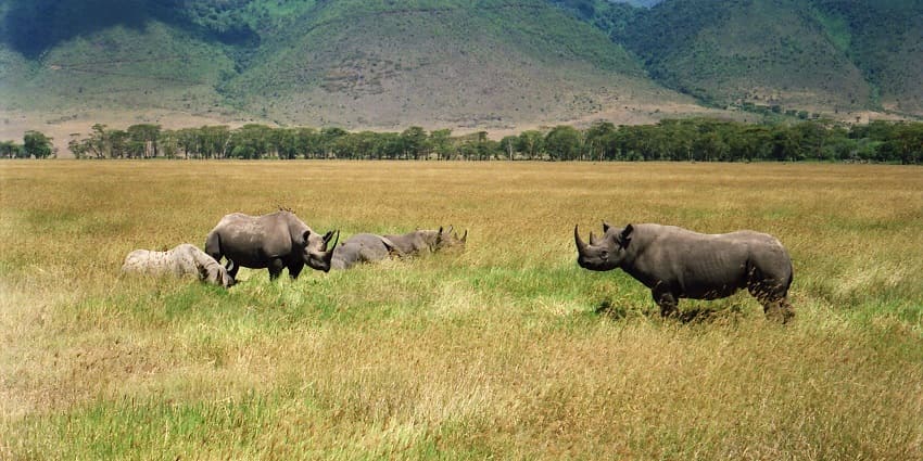 Black rhinos grazing in the vegetation of Ngorongoro Carter with hills in view.