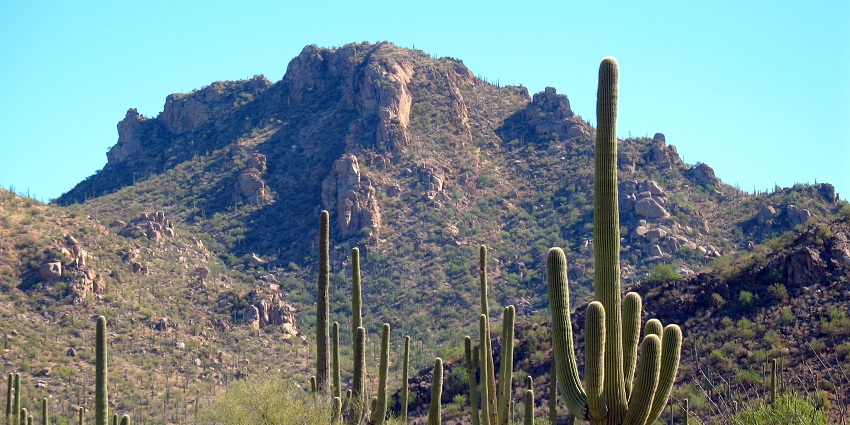 A view of the Saguaro National Park landscape with towering cacti and desert scenery.