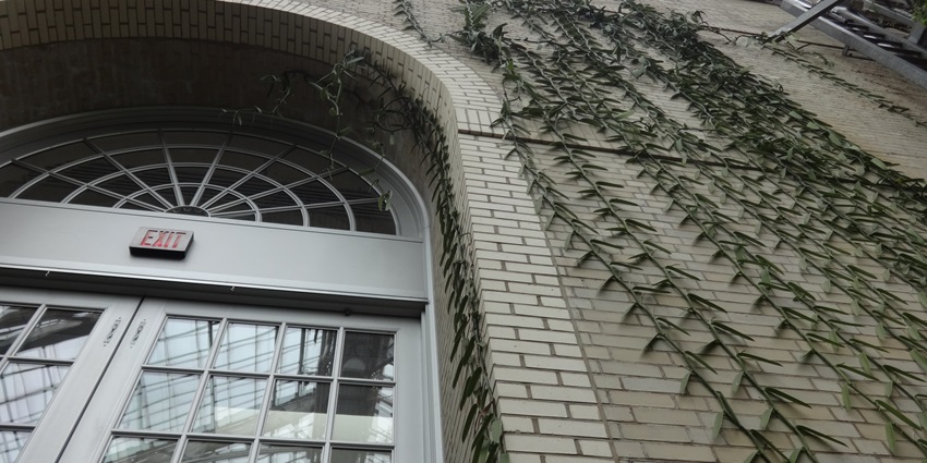 Lush plantation offering guided vanilla tours, aromatic trails, and insights into spice cultivation, one of the best places to visit in Mauritius.