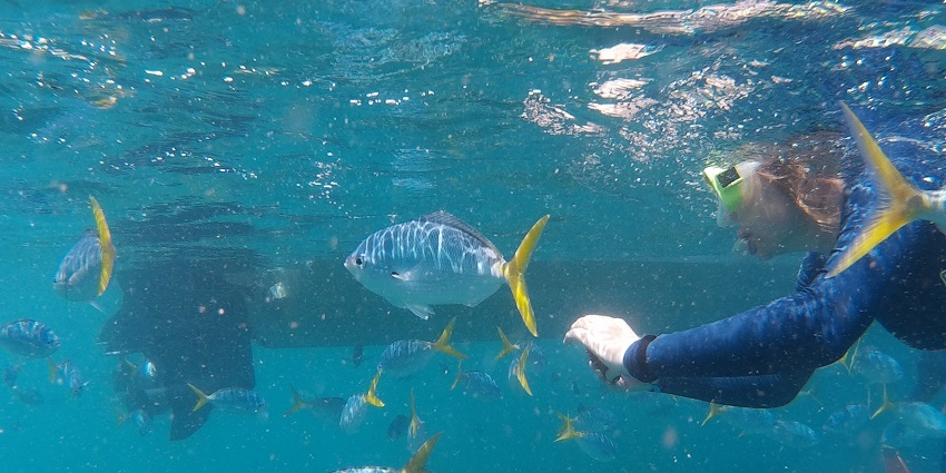Rich coral reefs offer excellent scuba diving in Oman and snorkeling.