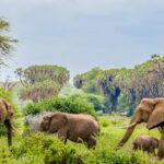 Elephants standing on the dry yellow grass and trees behind in Samburu National Park.