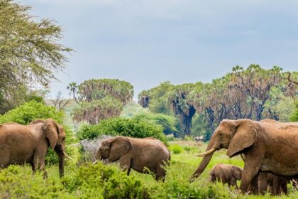 Elephants standing on the dry yellow grass and trees behind in Samburu National Park.