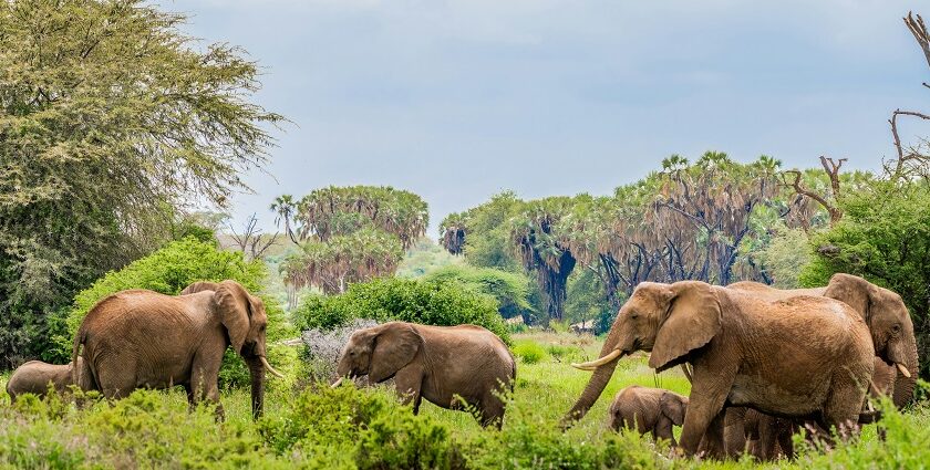 Elephants standing on the dry yellow grass and trees behind in Samburu National Park.