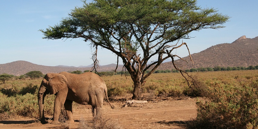 Samburu National Reserve with an elephant walking, amidst embarking on Kenya jungle safari.