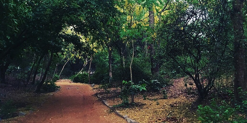 This picture was clicked just after the rain in Delhi which had refreshed the wild and made the jungle Sanjay Van