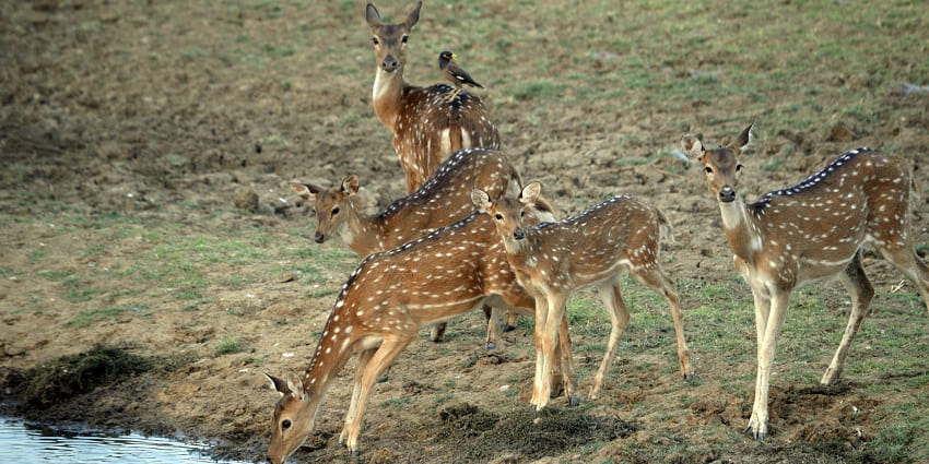 You can observe spotted deer at the Satpura National Park.