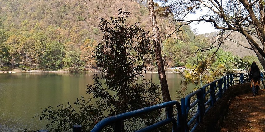 A perched Blue Whistling Thrush near Sattal Lake in Nainital, Uttarakhand.