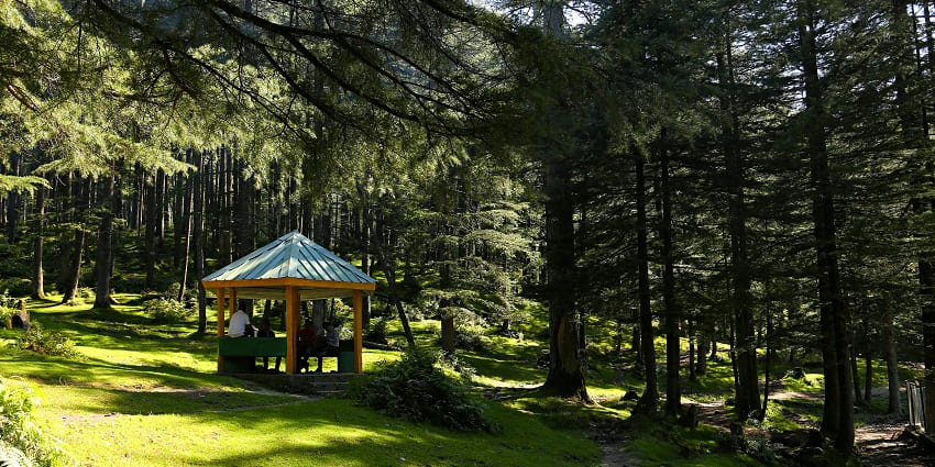An outdoor scene featuring a group of people sitting in a cosy gazebo surrounded by tall pine trees.