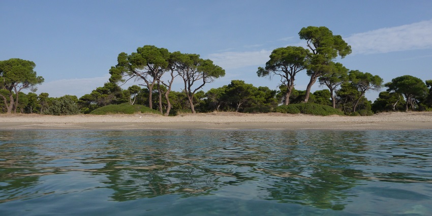 Schinias Beach view surrounded surrounded by lush green forest under clear blue sky