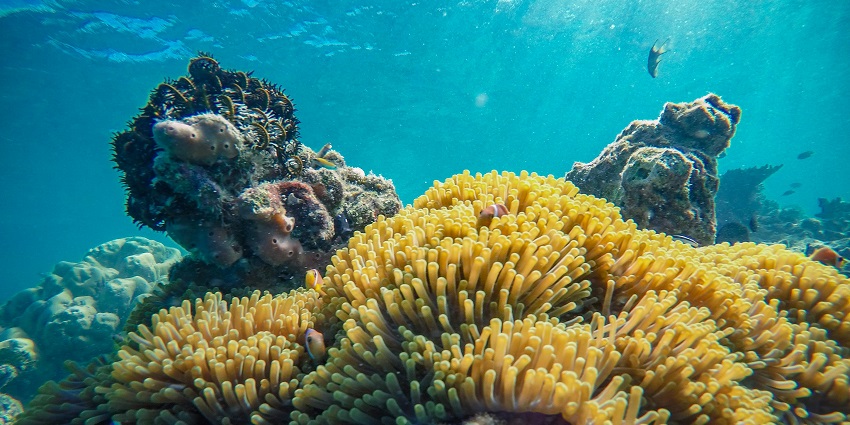 A breathtaking underwater view of an ocean with stunning coral reefs and a school of fish.