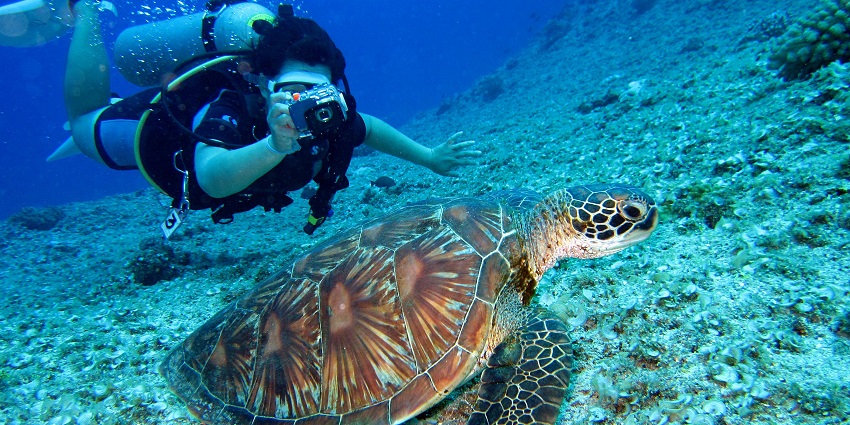 An image depicts a woman scuba diving in the ocean while capturing a sea turtle.