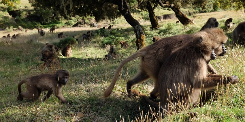 A large number of Gelada monkeys are roaming on the slope of a lush green mountain.