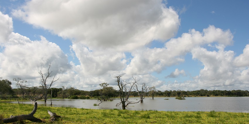 Selous game reserve with dry trees with no leaves and a green landscape under a cloudy sky.