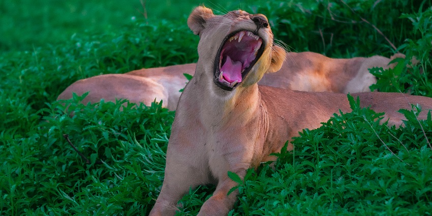 A yawning African Lioness in Nyerere National Park, a conservation hub for these big cats