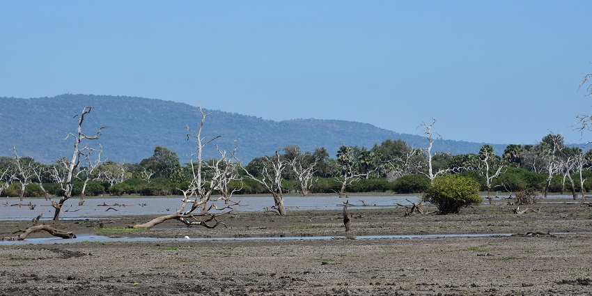 Landscape of Selous game reserve with dry trees with no leaves and distant mountains