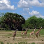 Landscape of Selous National Park Tanzania with multiple giraffes walking surrounded by green trees.