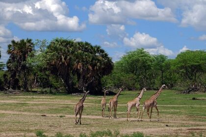 Landscape of Selous National Park Tanzania with multiple giraffes walking surrounded by green trees.