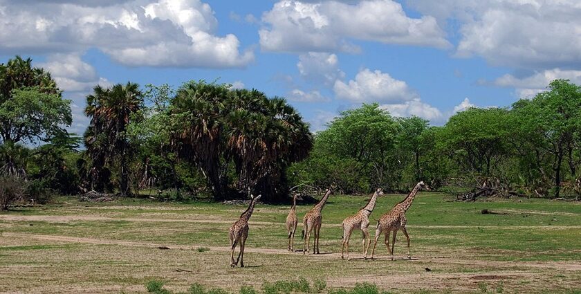 Landscape of Selous National Park Tanzania with multiple giraffes walking surrounded by green trees.