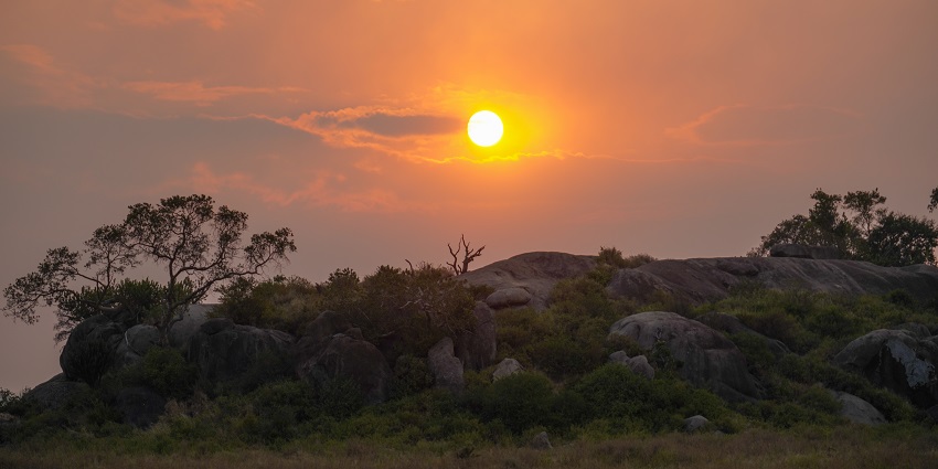 The lion king snyggve sitting on a rock with golden brown hair in Serengeti National Park