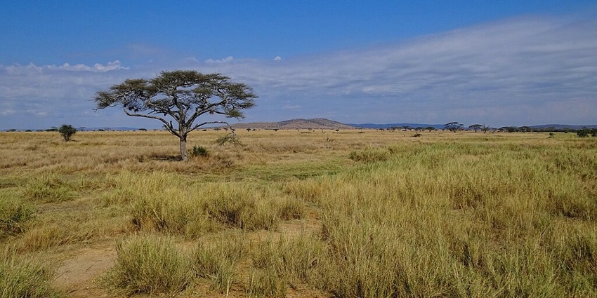 Landscape of Serengeti National Park with dried brown grass and distant mountains.