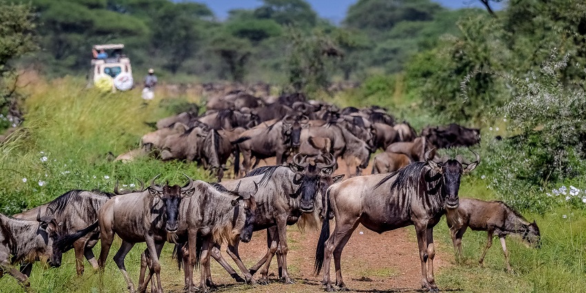 A group of wildebeests crossing paths with a safari trail in Serengeti National Park, Tanzania