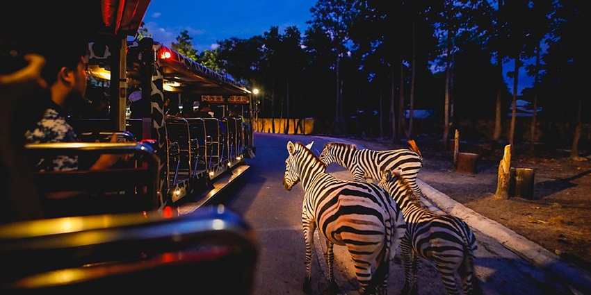 A night safari bus with people inside it watching the zebra walking beside the bus