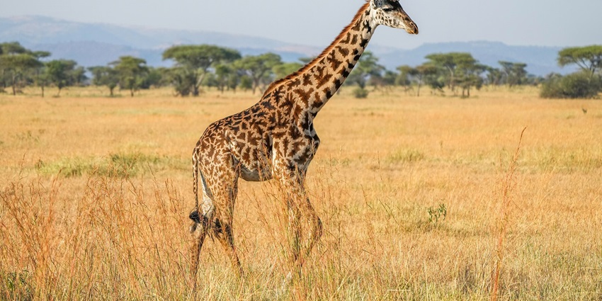 Image of Masai giraffe in the Serengeti National Park with dry grass and green trees