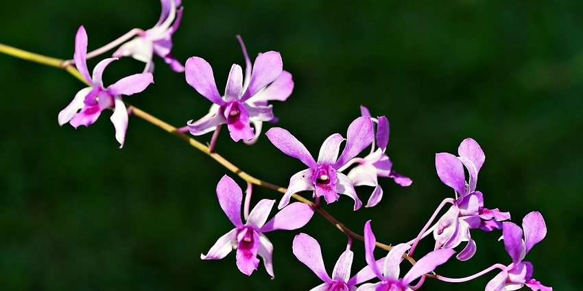 Immerse in nature’s colors at the lush Sessa Orchid Sanctuary