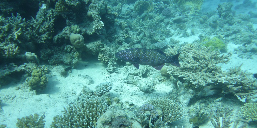 Sha’ab el erg with a tropical fish moving surrounded by vibrant coral reefs on sand