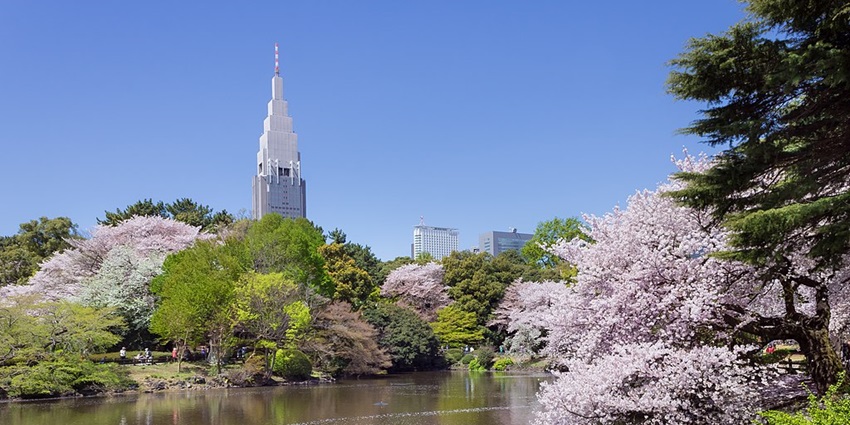 Shinjuku Gyoen Park with serene gardens and landscapes, is among the places to visit in Tokyo.