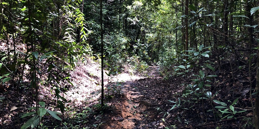 This Jim Corbett National Park trip plan features a tranquil forest reserve which offers wildlife sightings and nature walks