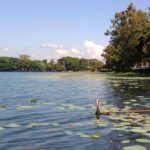 A peaceful evening at a beautiful tank at Sivasagar, Assam covered with lily pads.