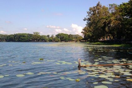 A peaceful evening at a beautiful tank at Sivasagar, Assam covered with lily pads.