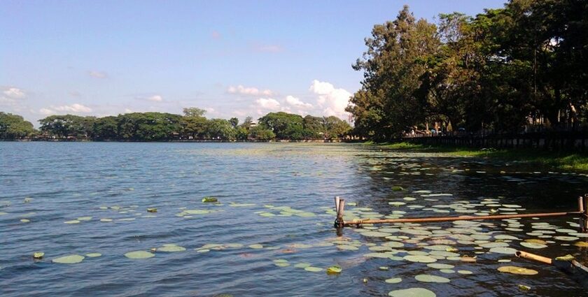 A peaceful evening at a beautiful tank at Sivasagar, Assam covered with lily pads.